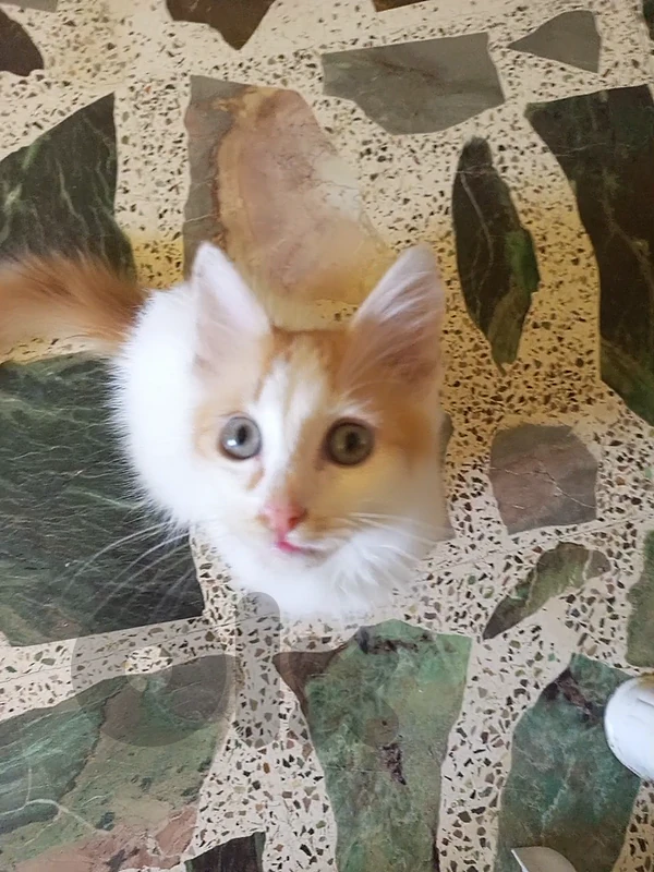 القبة
