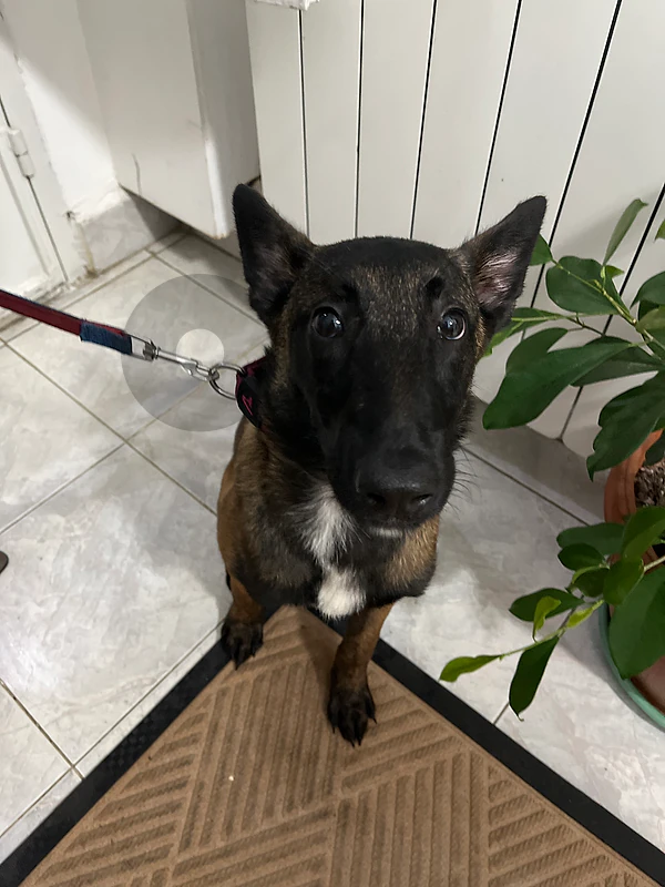 belgian malinois belgian malinois