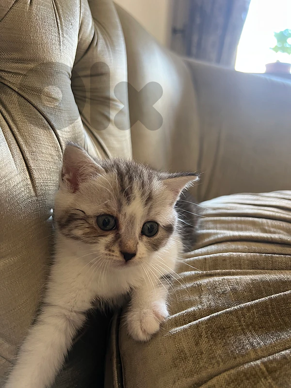 female persian kitten for sale