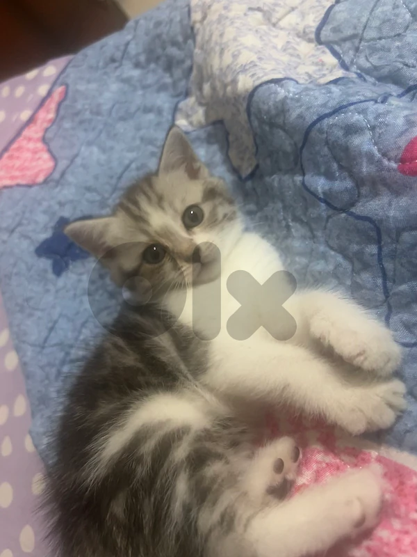 female persian kitten for sale with all her stuff