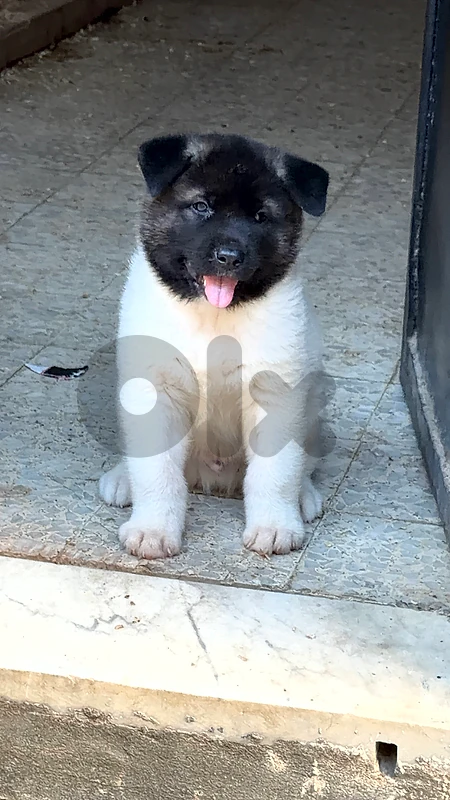 american akita puppy