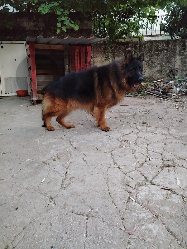 super German shepherd male super German shepherd male