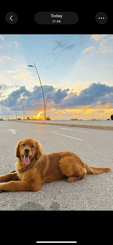 golden 9months