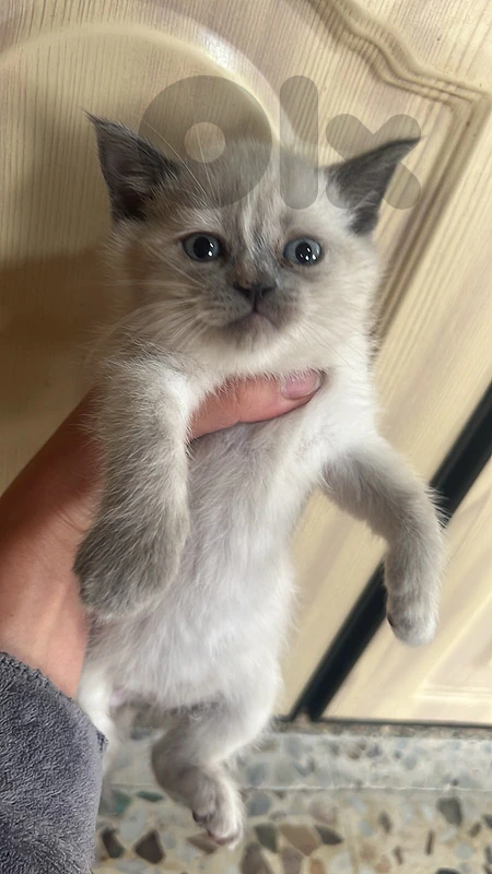 Female Siamese Kitten / 2.5 Months Old Female Siamese Kitten / 2.5 Months Old