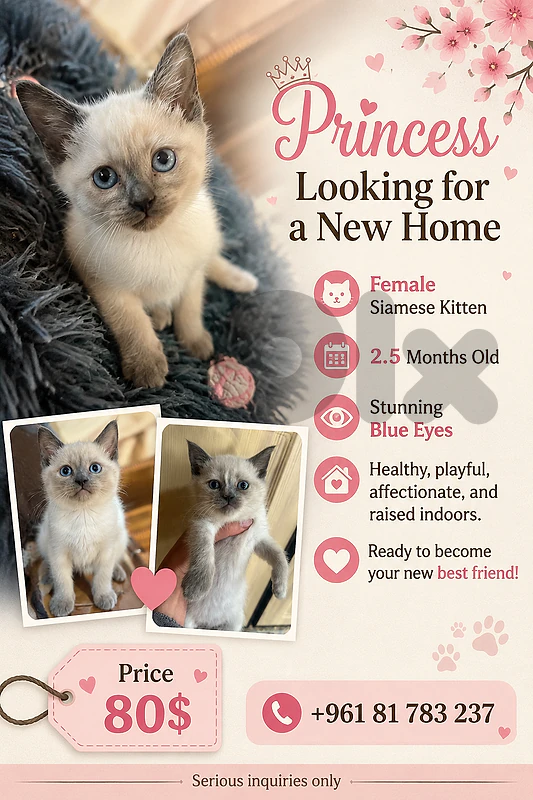 Female Siamese Kitten / 2.5 Months Old Female Siamese Kitten / 2.5 Months Old