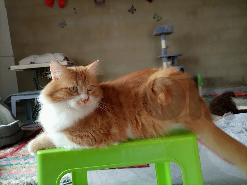 Ginger Cat for Adoption Ginger Cat for Adoption