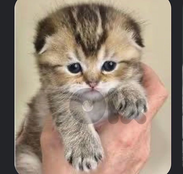 kitten