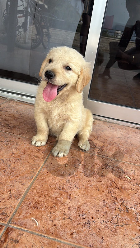 golden retreiver puppy