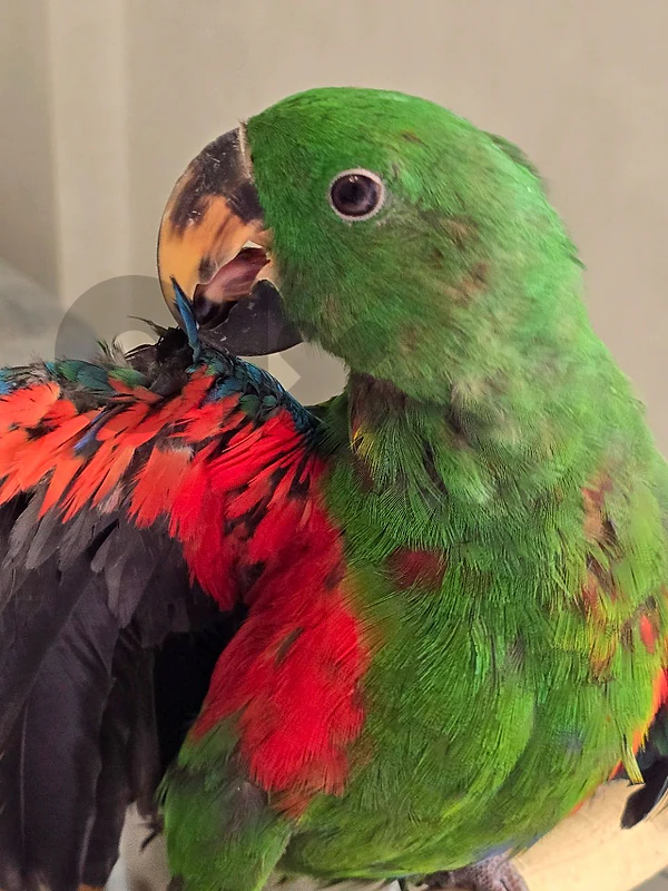 Eclectus Parrot for sale