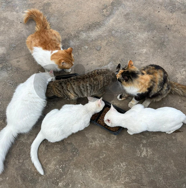 Cats and kittens for adoption
