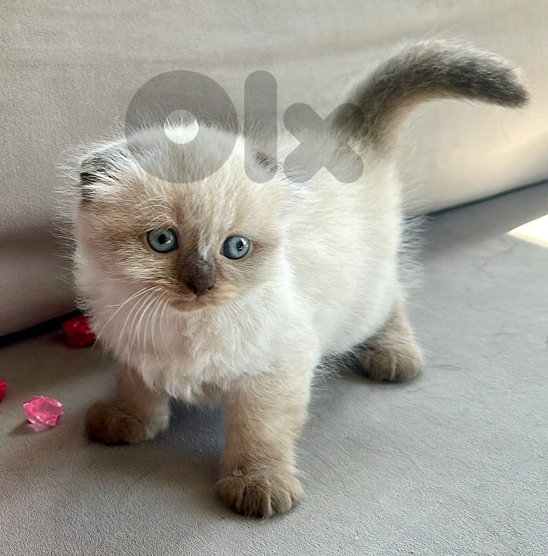 kittens for sale kittens for sale