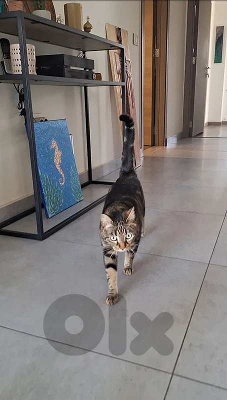 Cat for adoption!
