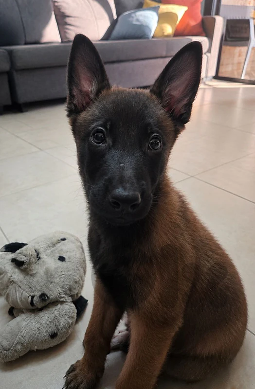 belgian malinois puppy