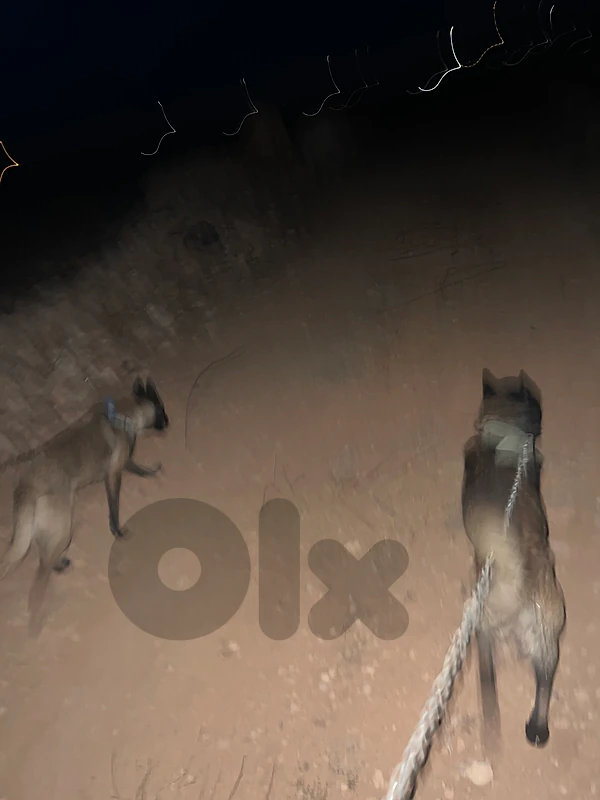 malinois