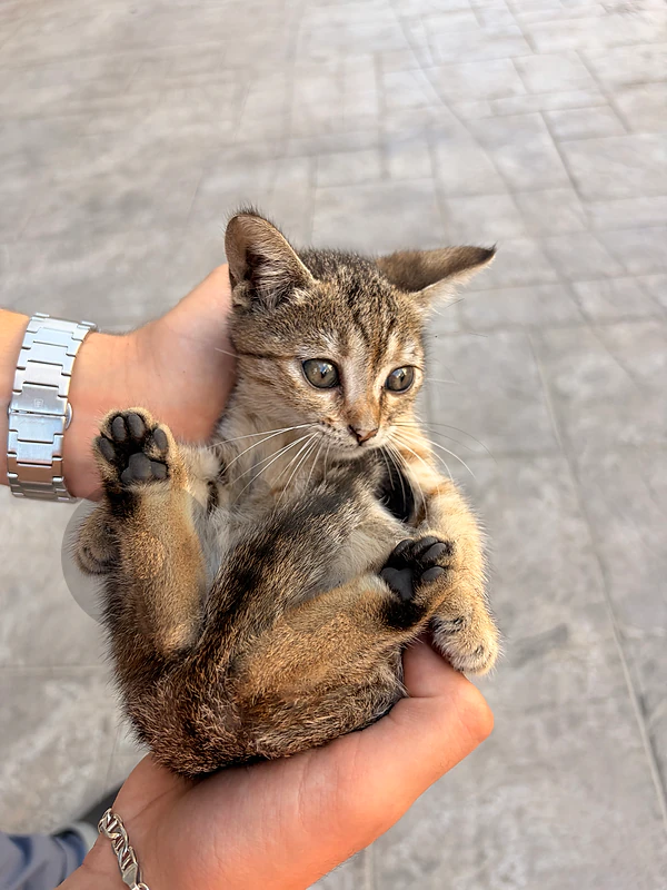 very nice kitten