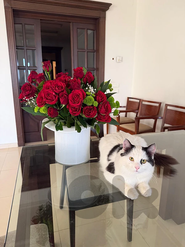 Tuxedo house cat