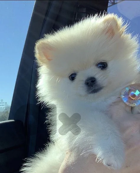 Pomeranian toy face teacup vaccine 70993656