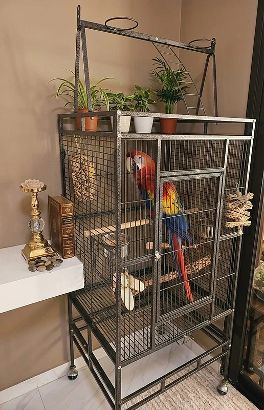 baby ringnick parrot