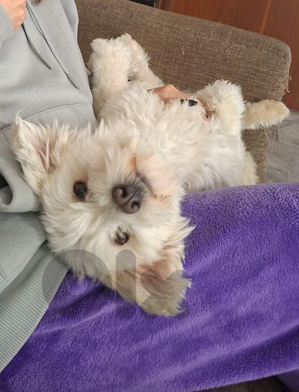 bichon