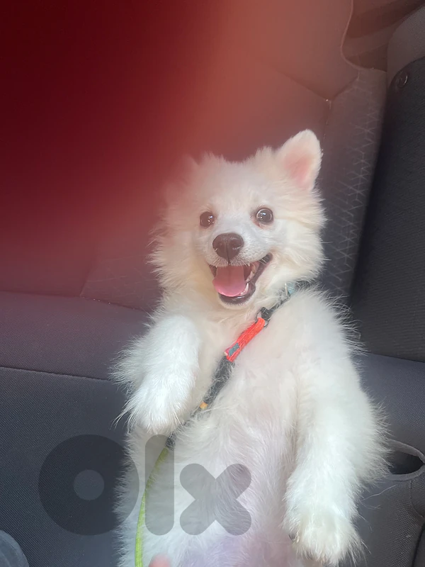 Pomeranian Spitz for sale