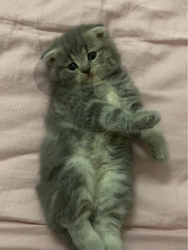 Scottish Fold Longhair