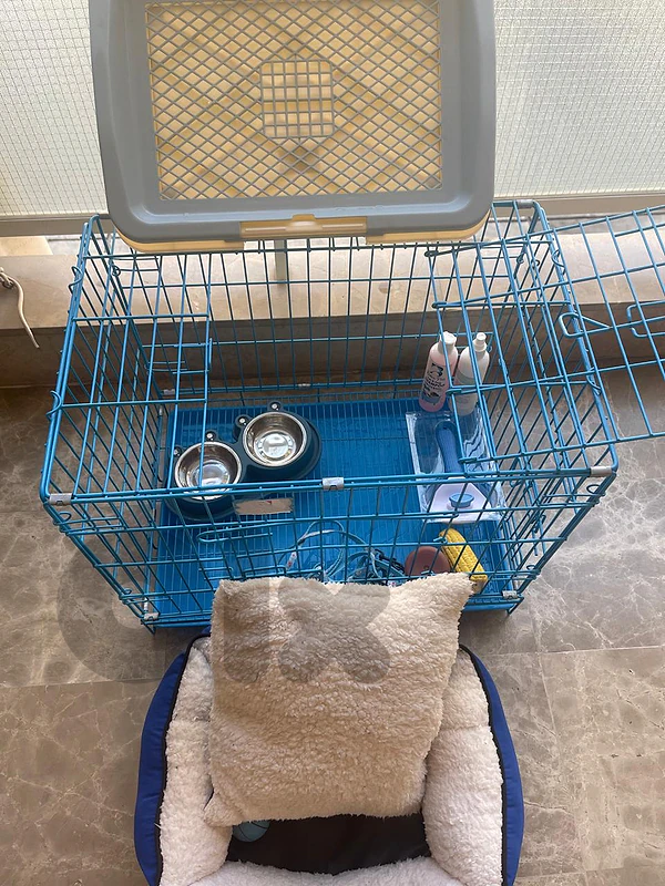 pet accessories
