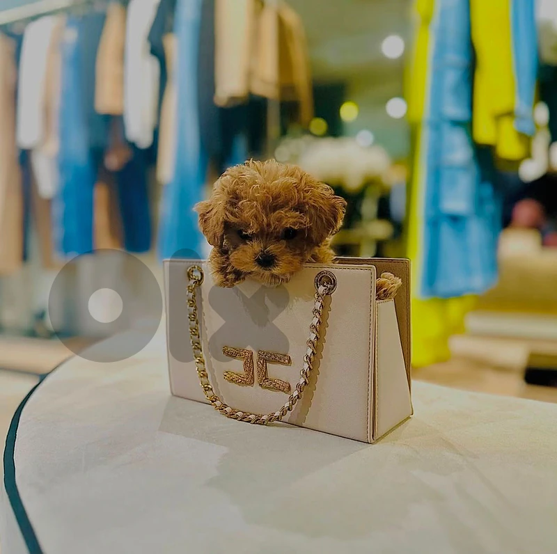 🐶 Adorable Maltipoo Puppy – The Perfect Family Companion! 🐾