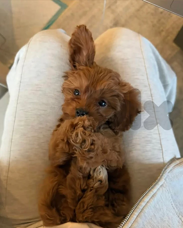🐾 Maltipoo Puppy – Tiny Size / dog كلاب