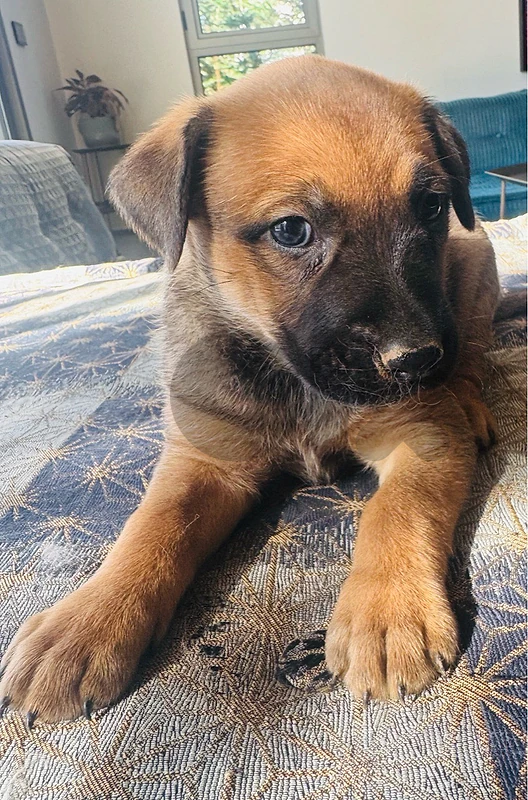Puppy for Adoption