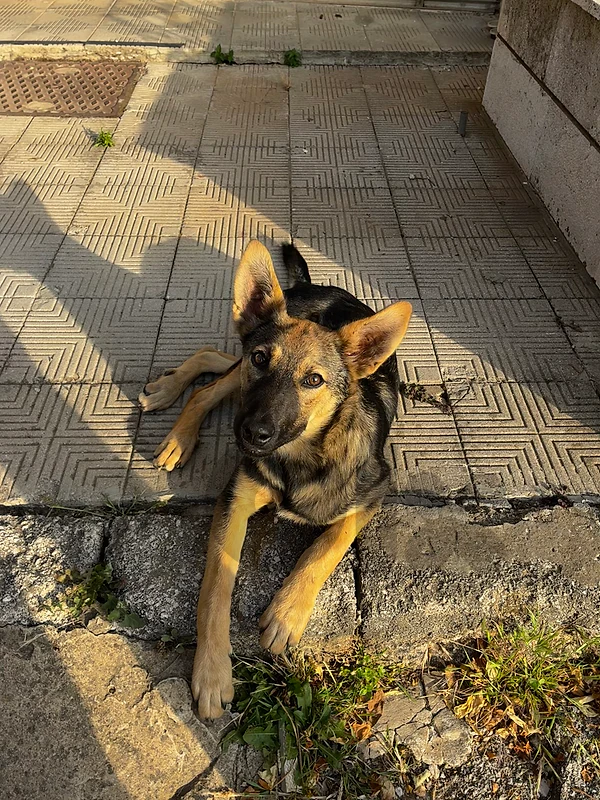 dog for adoption
