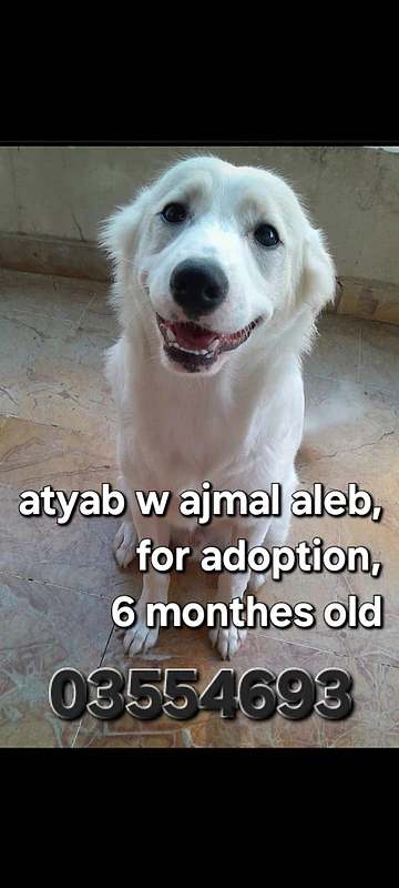 cute dog for adoption