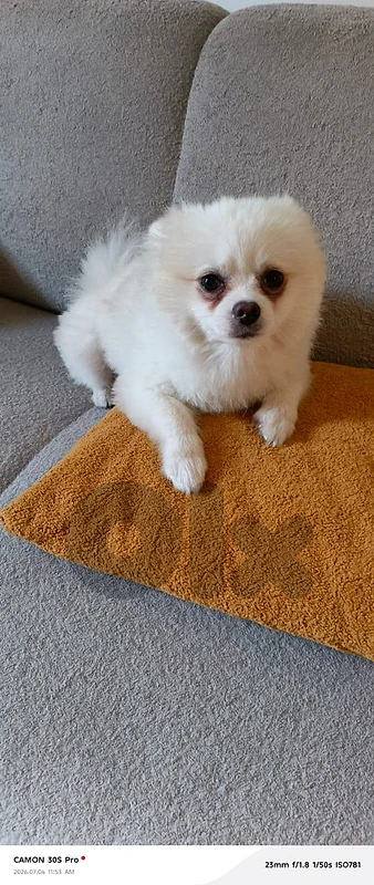 8 month old male pomeranian for sale for a friend. not mine