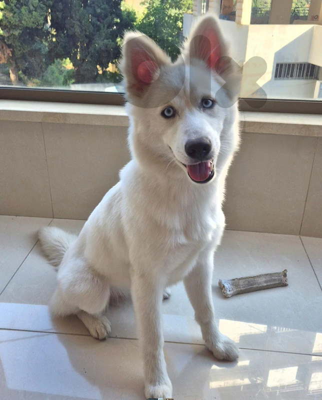Beautiful Female Pomsky Puppy 🐾💙