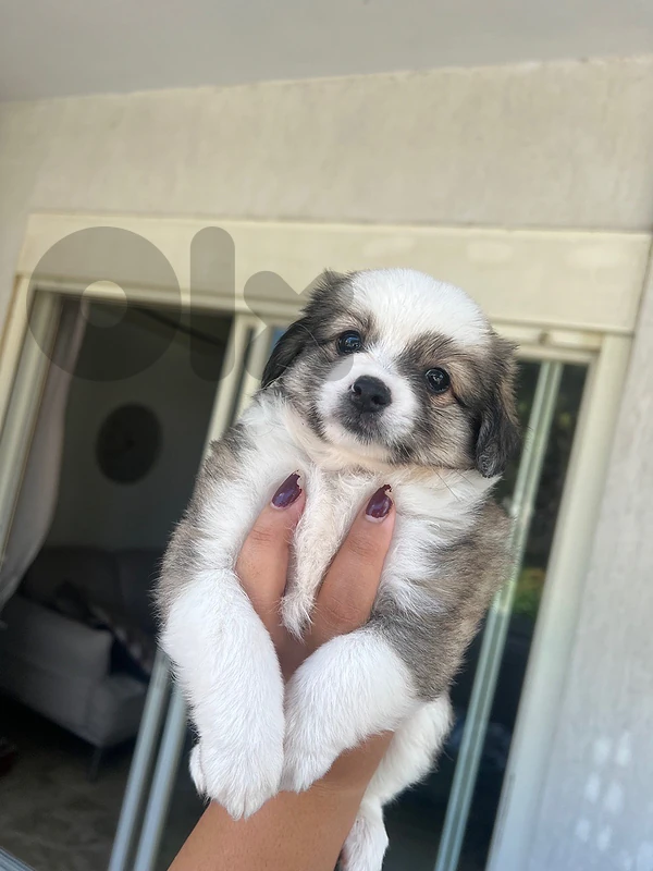 dogs for sale small breed💗 dogs for sale small breed💗