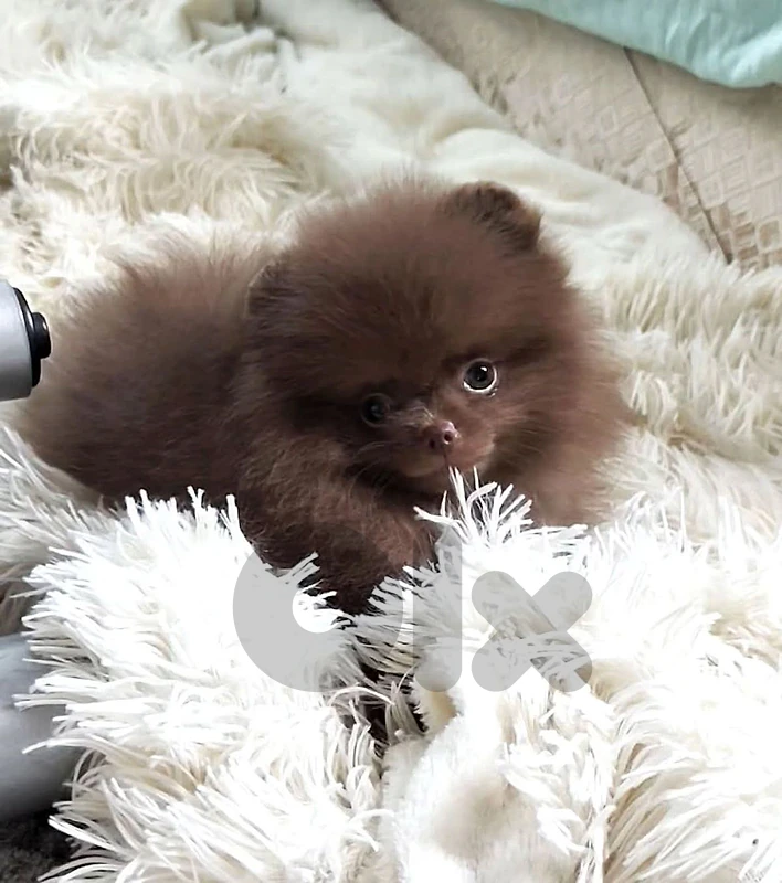 imported pomeranian brown