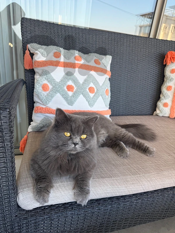 Cat british long hair