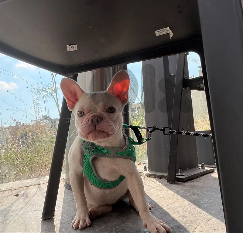 French Bulldog