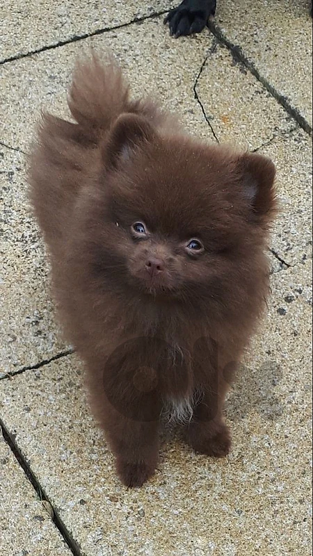 pomeranian pom choco pomeranian pom choco