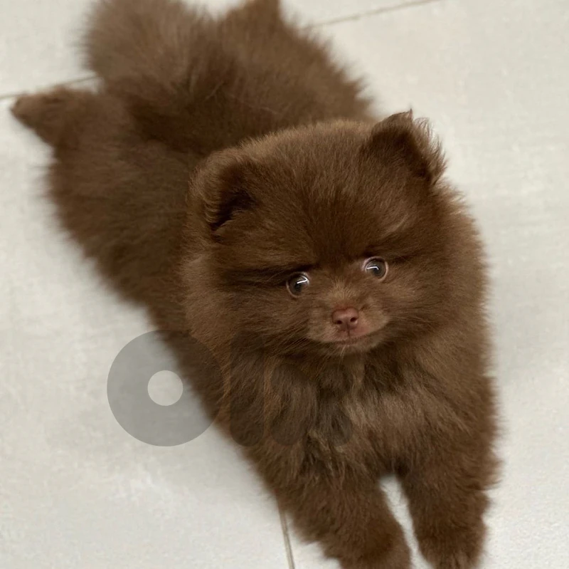 pomeranian brown