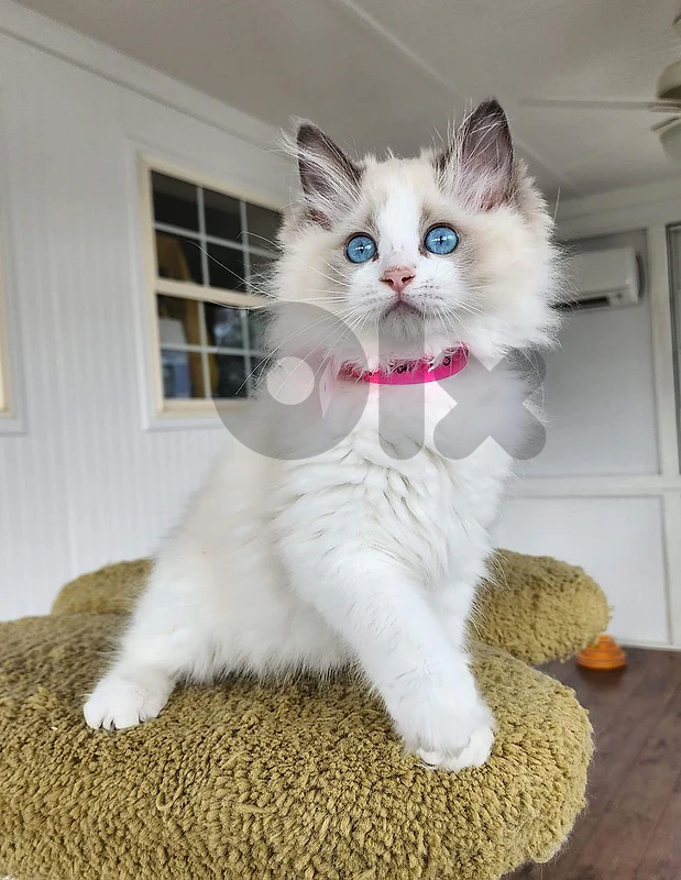 Ragdoll Kitten