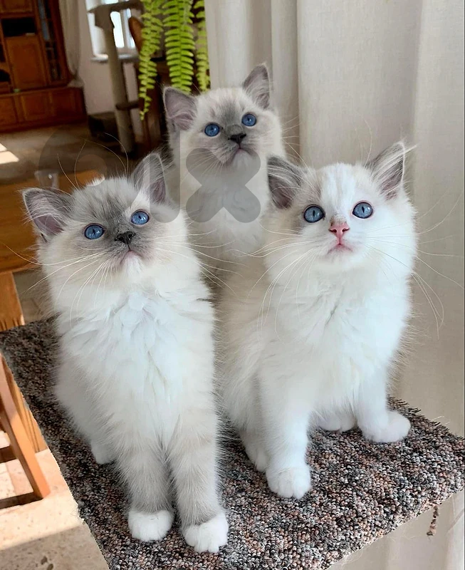 Ragdoll kittens available delivery