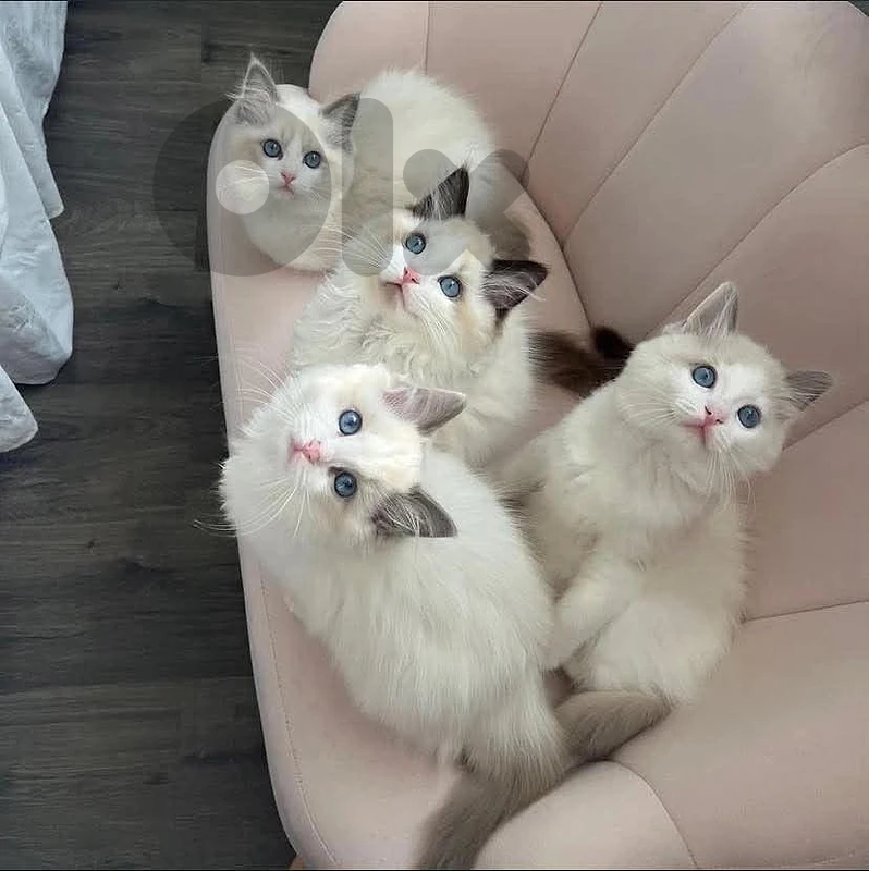 Ragdoll love kitties
