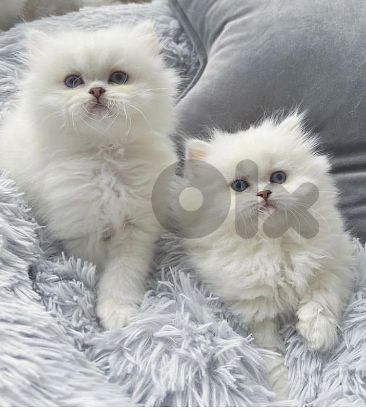 White Persian kitten