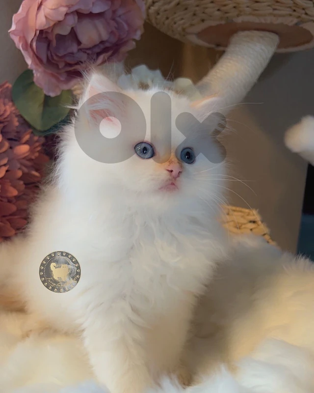 Himalayan Flame point
