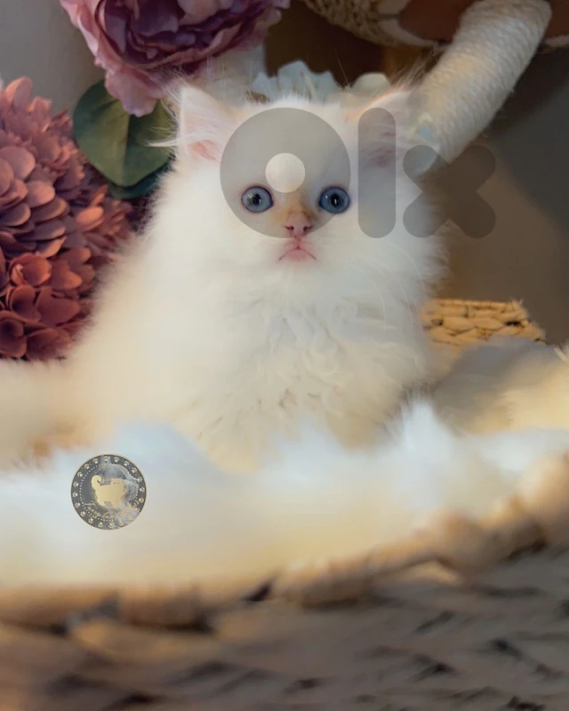 Himalayan flame point kitten