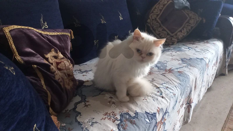 shirazi cat for adoption