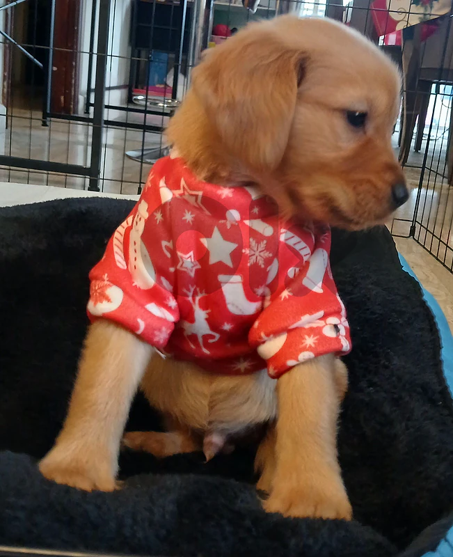 Golden Retriever Puppy fully trained