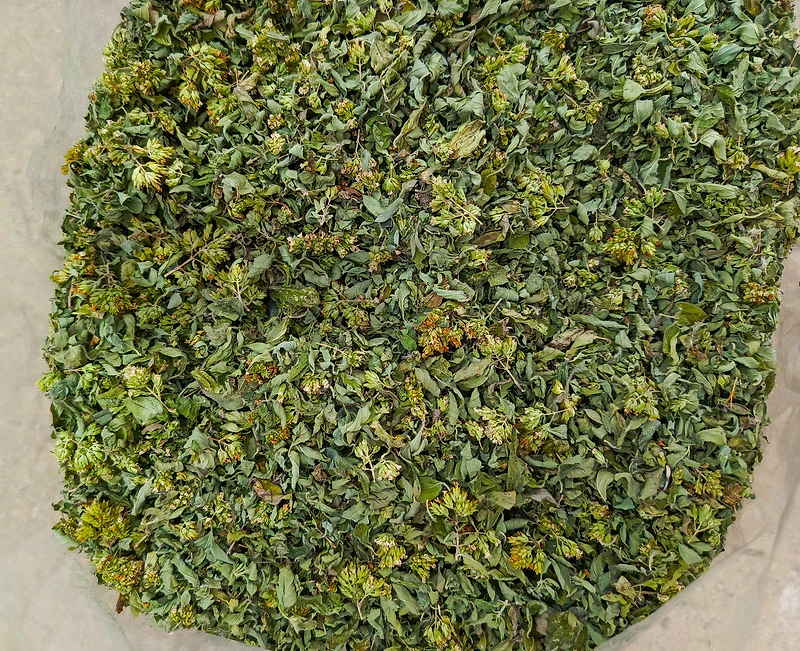 زعتر للبيع
