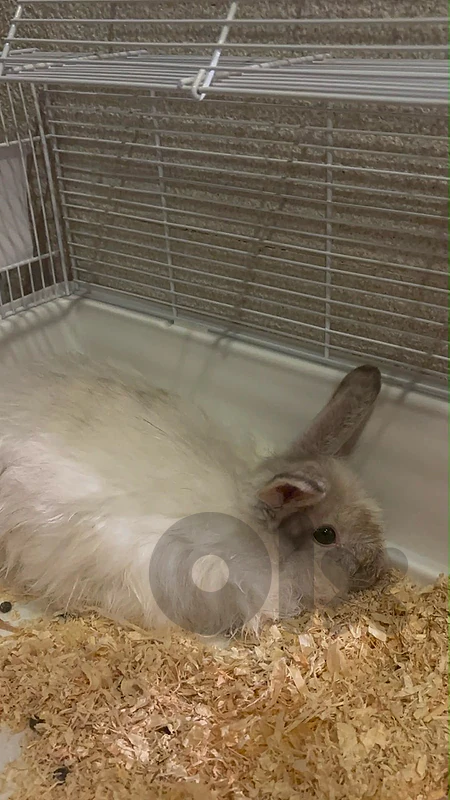 White and grey bunny