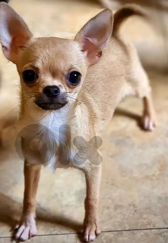 chiwawa mini